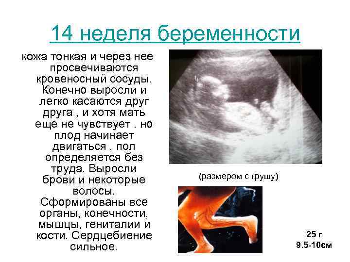 Норма менструации: правильные показатели и нарушения