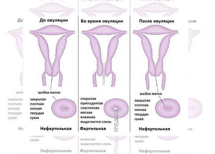 Как и где происходит оплодотворение