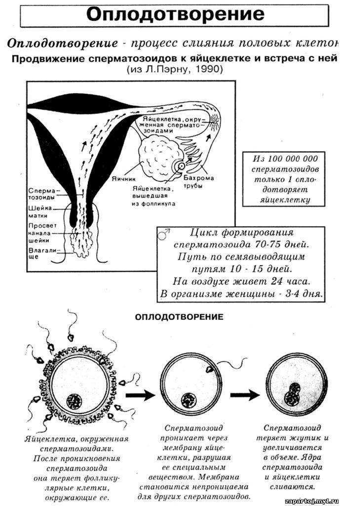 Процесс оплодотворения женщины схема