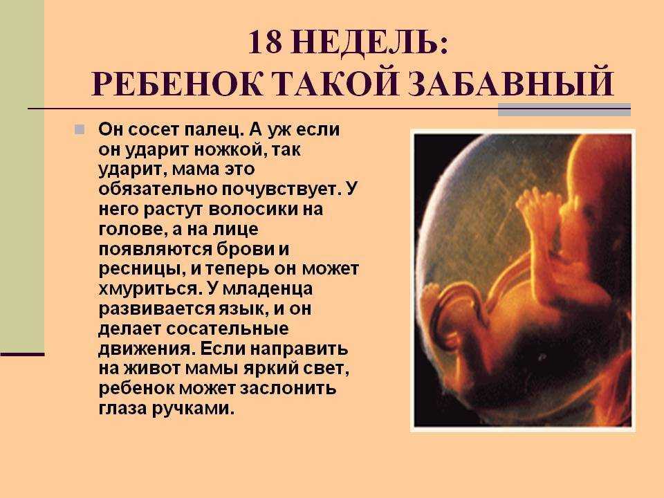 18 неделя беременности | уроки для мам