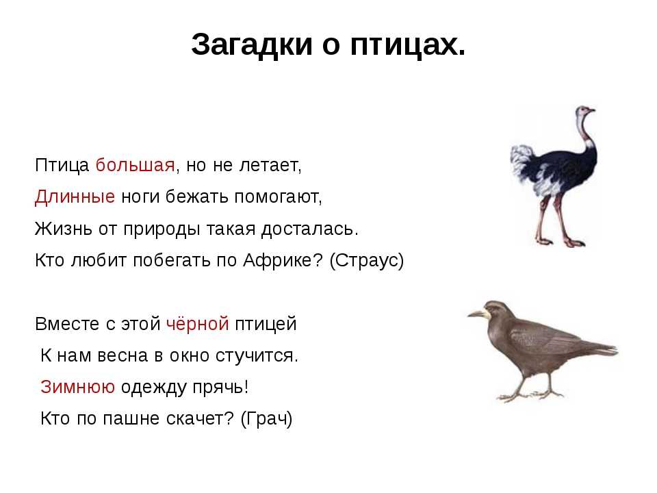 Народные приметы про ласточку, сойку, сыча