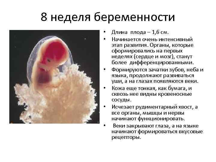 8 неделя беременности: что происходит с плодом и что чувствует женщина
