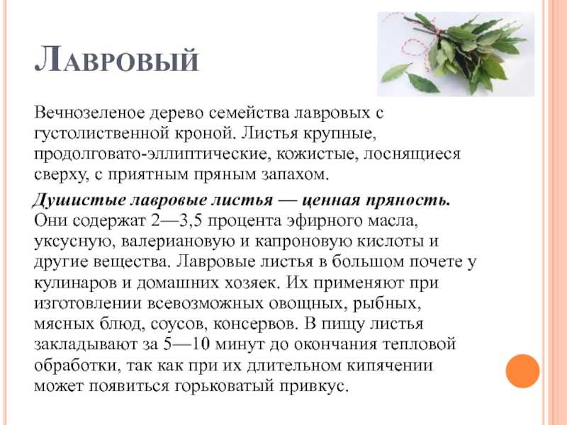 Лавровый лист: польза и вред для здоровья, лечебные свойства