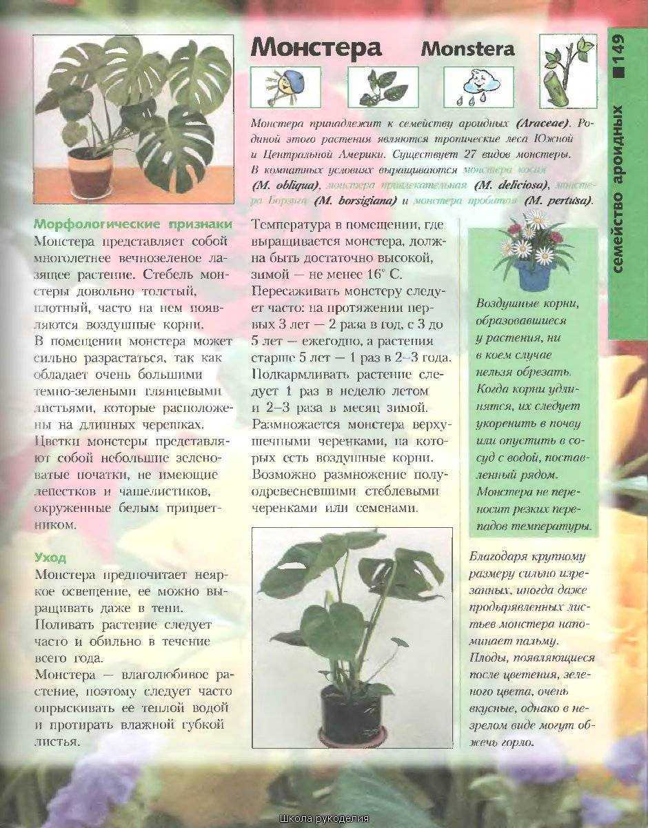 Монстера monstera - виды, уход, полив, пересадка, вредители, проблемы выращивания