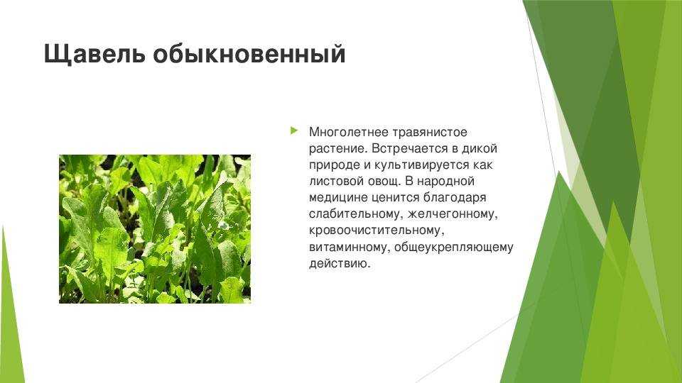 Кормящим мамам щавель - ребенок