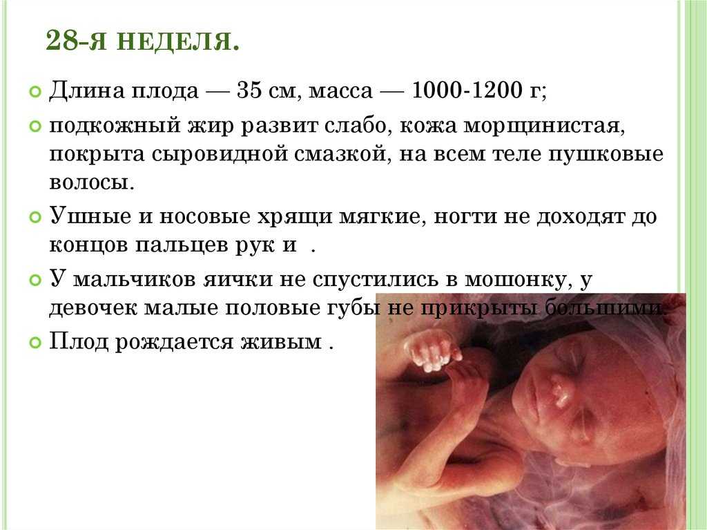 17 неделя беременности