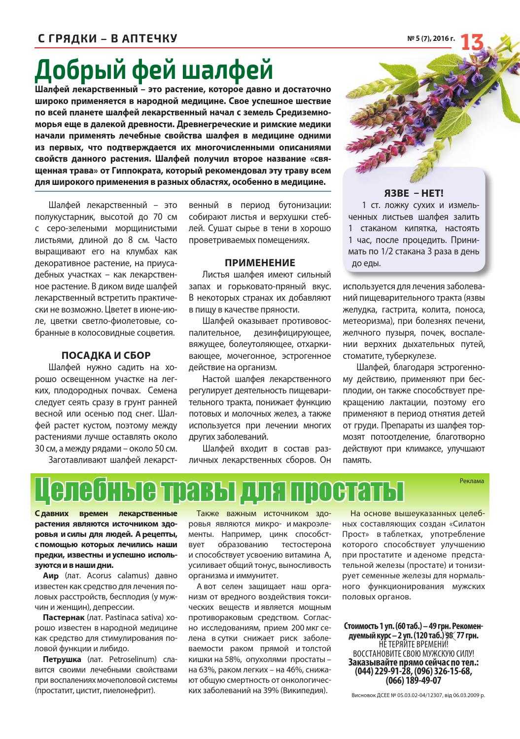 Шалфей: лечебные свойства и противопоказания для мужчин и женщин    :: клео.ру