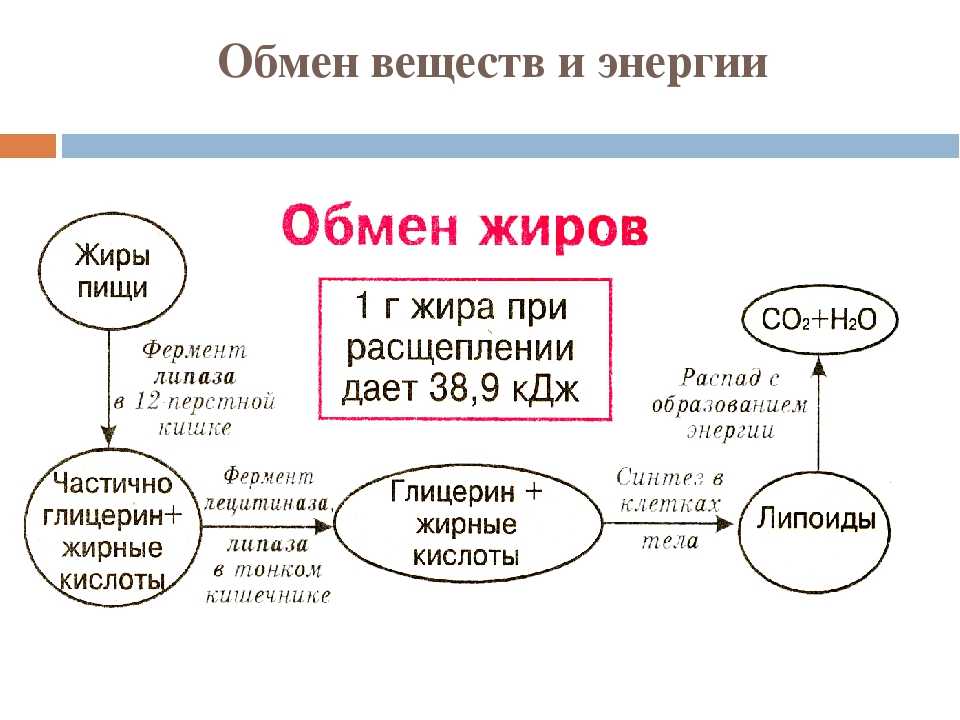 Калорийность ананаса: сколько килокалорий в свежем фрукте, в 100 граммах, в 1 шт., можно ли использовать для похудения, обзор отзывов, когда лучше употреблять