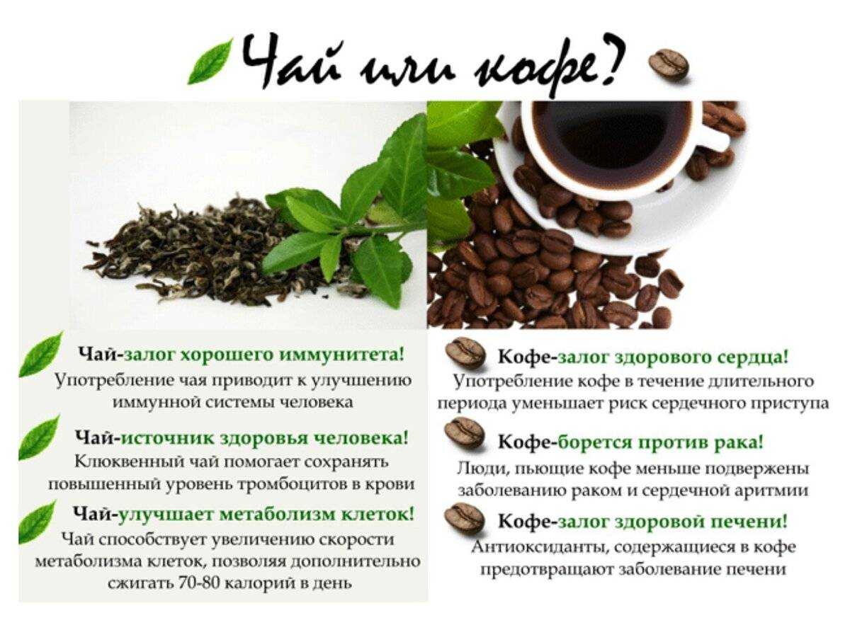 Почему нельзя пить много зеленого чая: вред и польза напитка