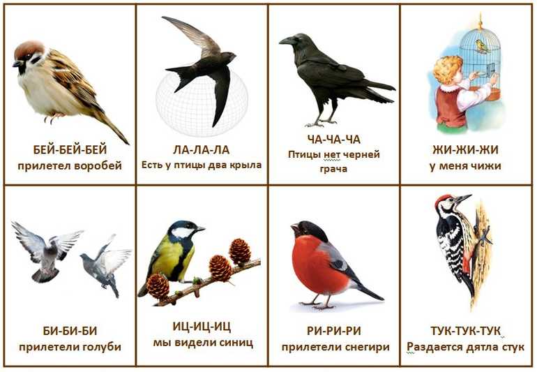 Как составить загадки про птиц
