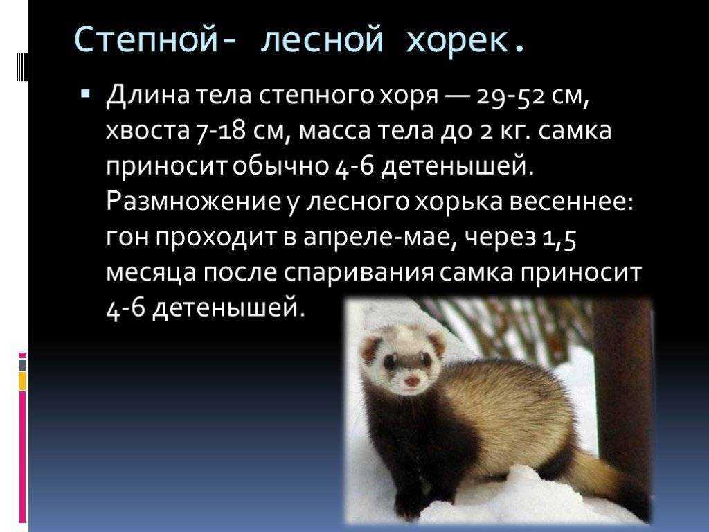 Норка картинка. картинки норка мех, стоковые фотографии и роялти-фри изображения норка мех | depositphotos