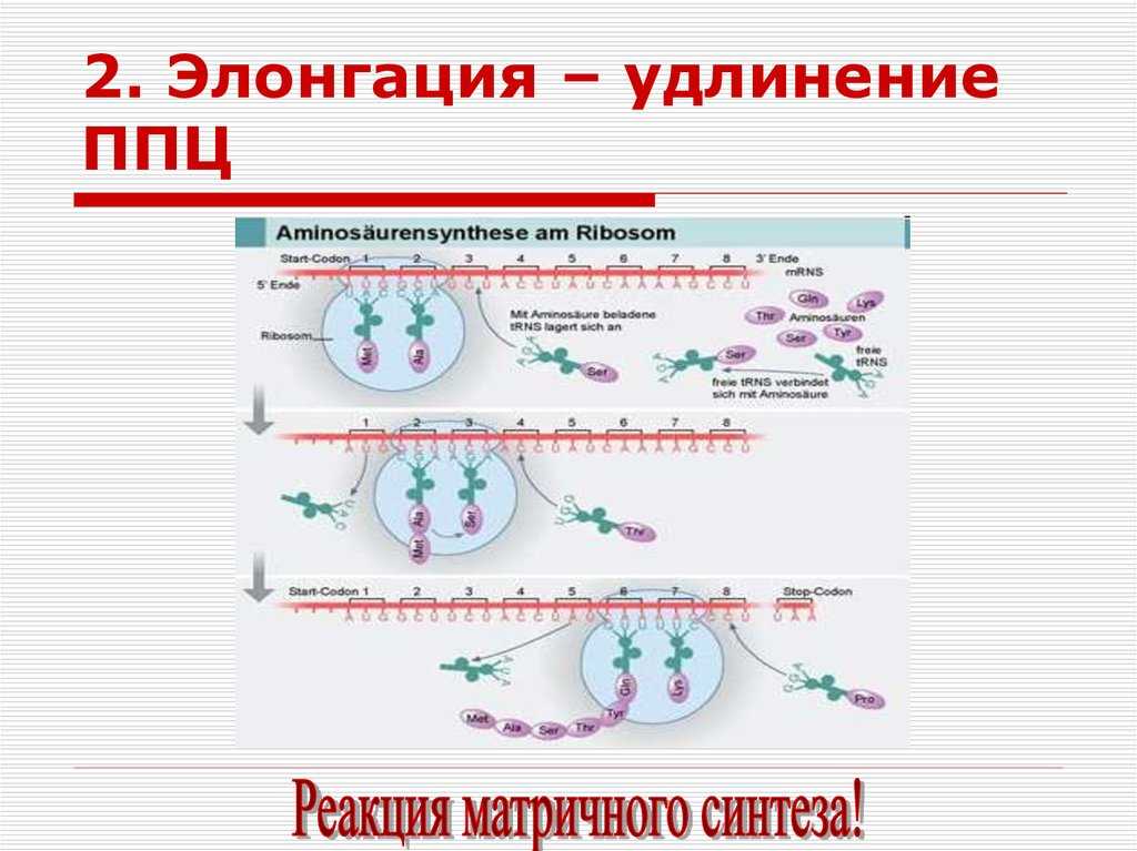Эктропион шейки матки