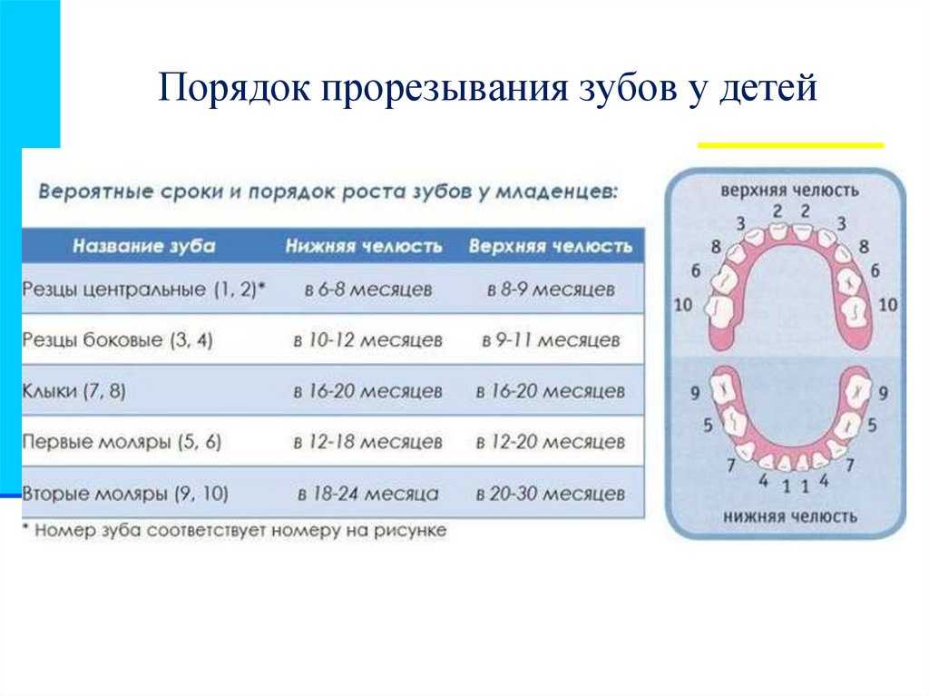 Зубы молочные схема прорезывания по возрасту таблица