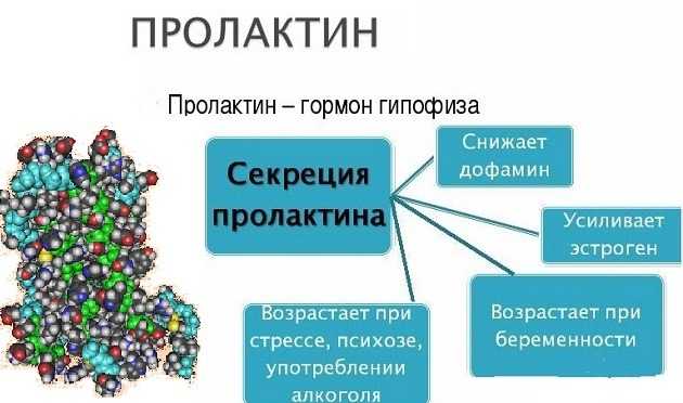 Гормон пролактин - что это такое, норма у женщин в крови, где вырабатывается