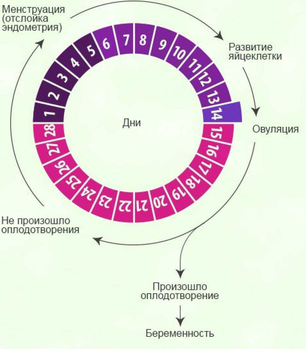 Вероятность забеременеть во время месячных – ответы гинеколога