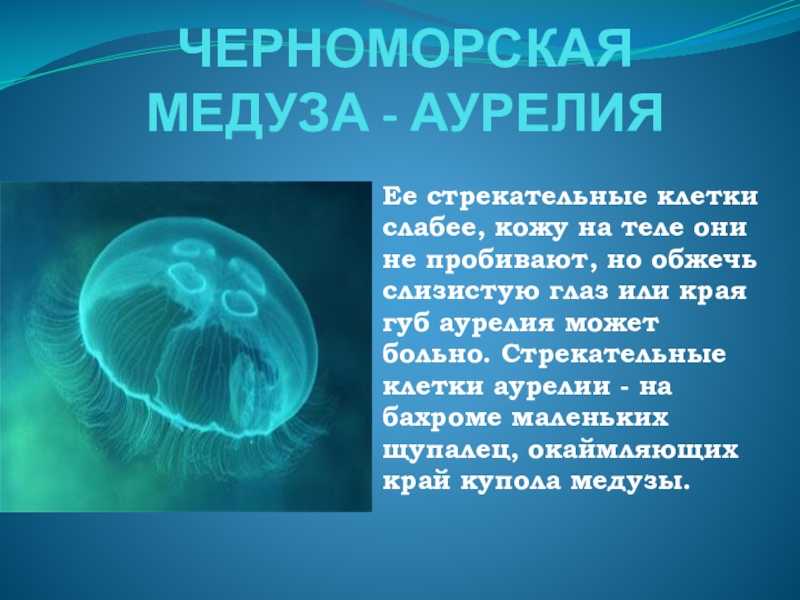 У медузы есть мозги. Классификация медузы Аурелии.