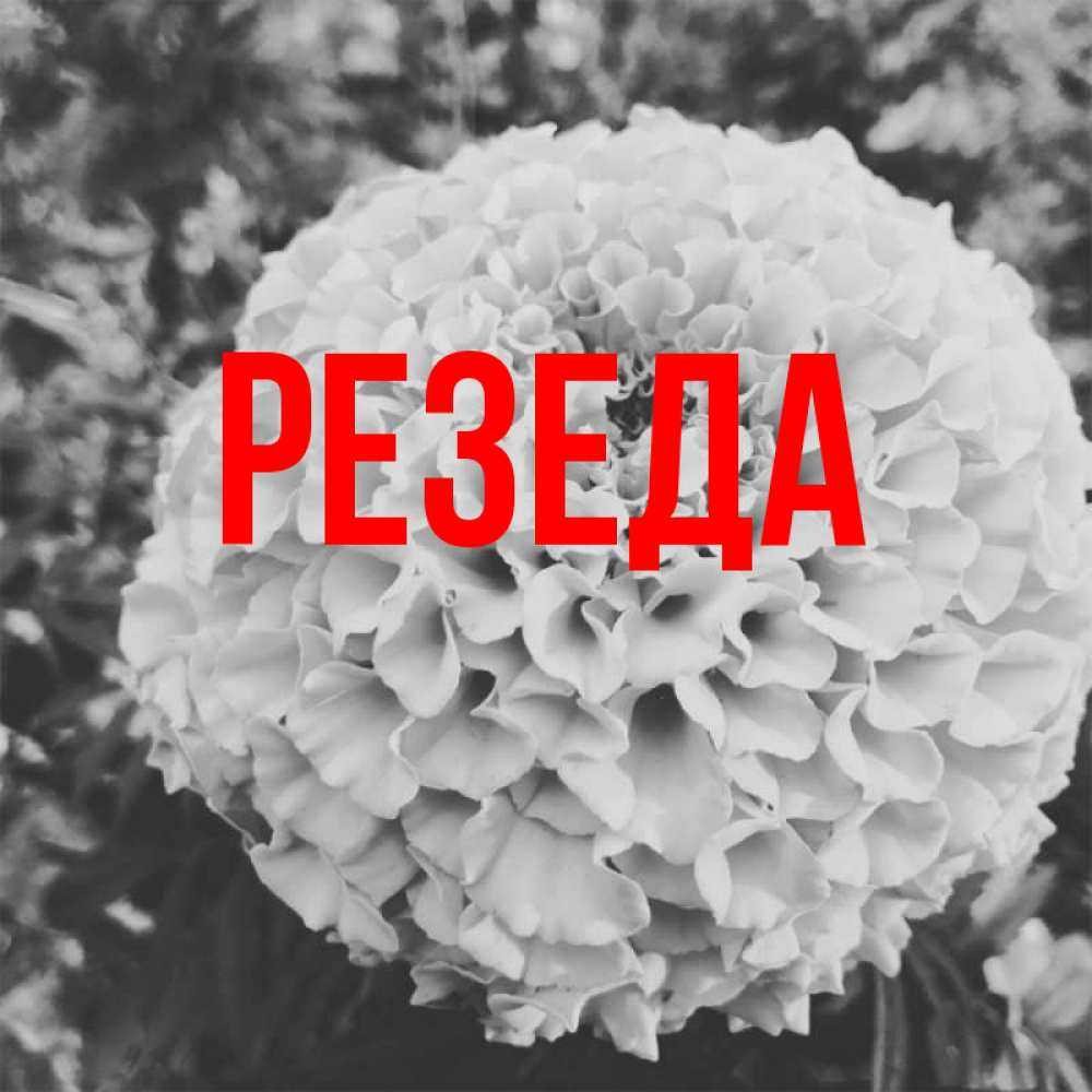 Происхождение, характеристика и значение имени дина