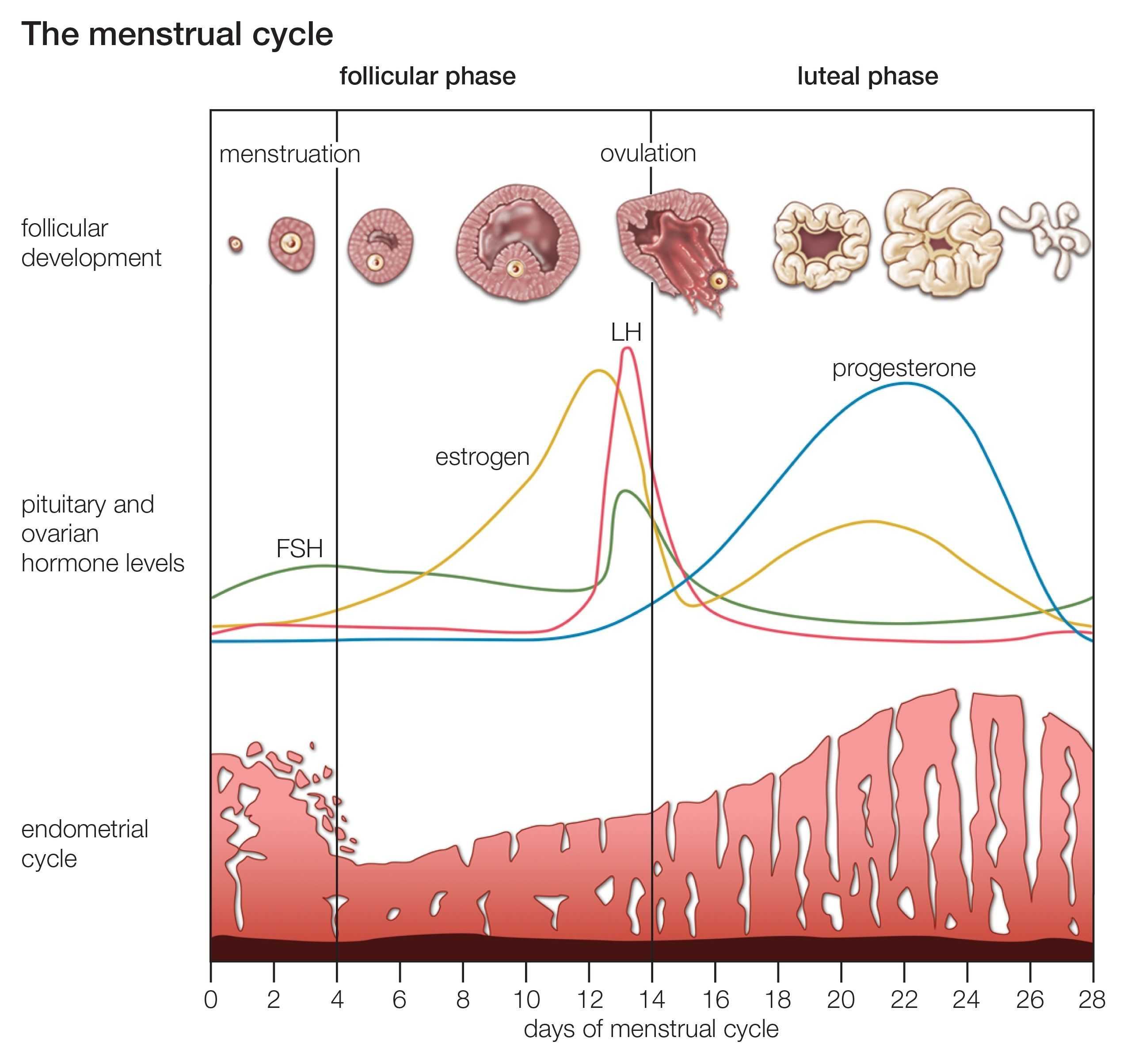 Сколько длится цикл овуляции. Овариально-менструационный цикл фазы. Овариально-менструальный цикл женщин. Фолликулярная фаза овариального цикла. Фазы менструационного цикла фазы.
