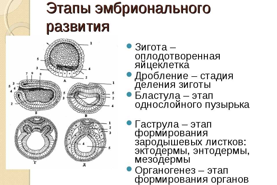 Схема развития зародыша