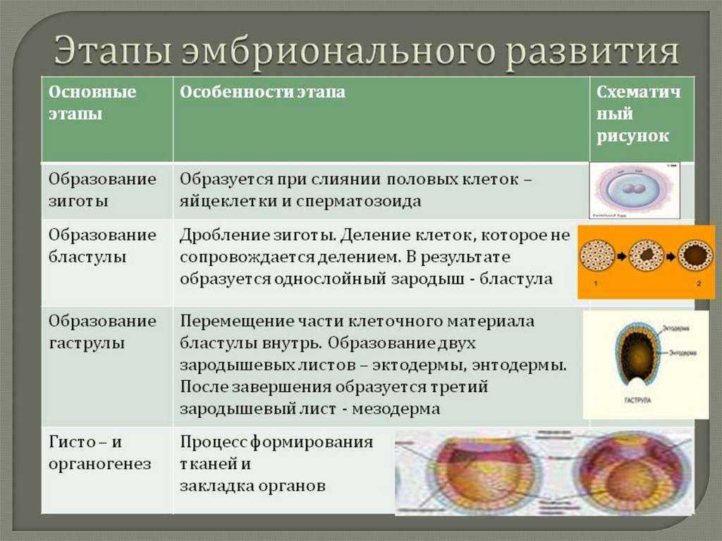 Объясните что происходит на каждом этапе эмбрионального развития представленного на рисунке