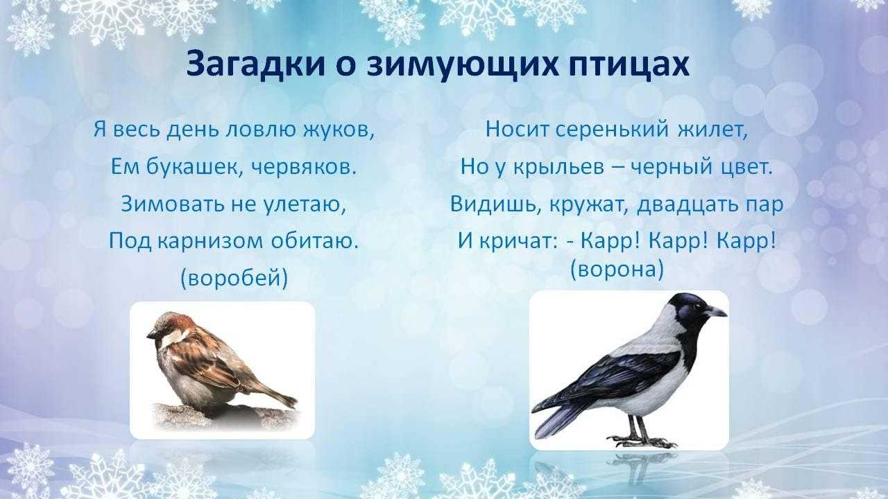 Загадки про птиц для детей — 130 крылатых загадок
