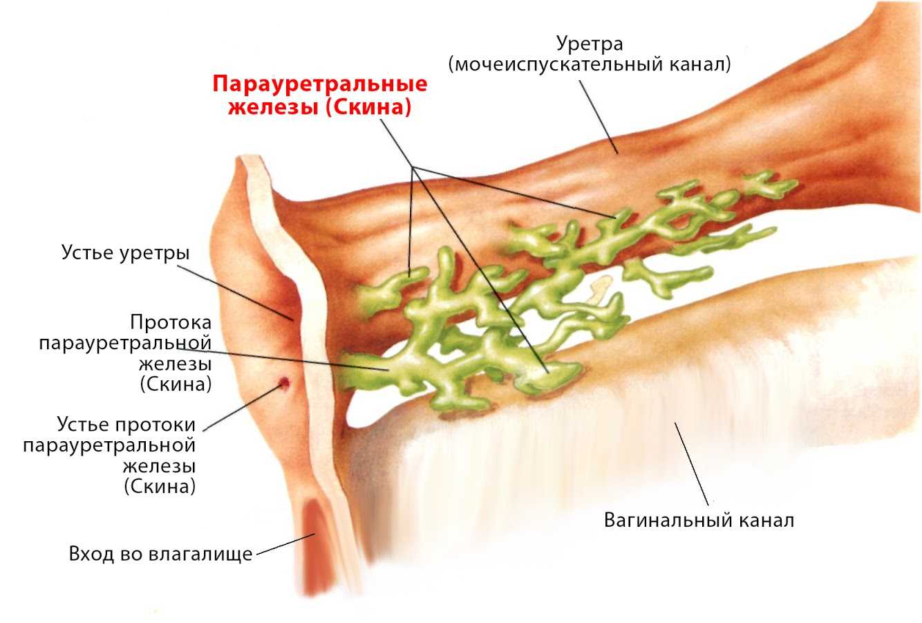 Е п крупным планом