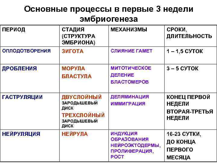 Зародышевый период развития человека картинка