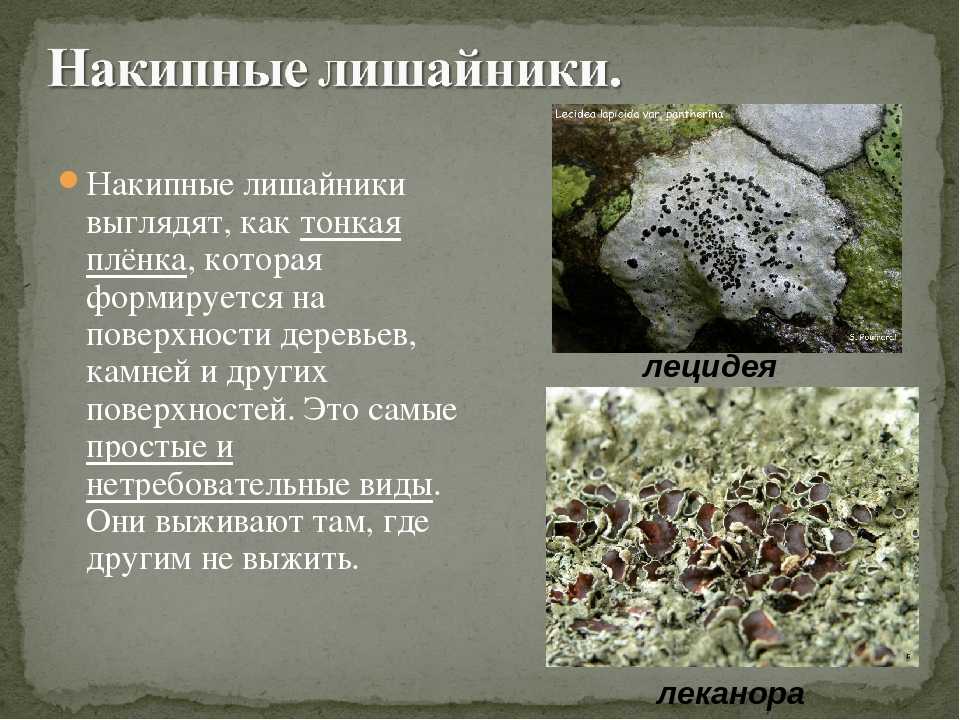 Загадки про бактерии - узнавалка.про
