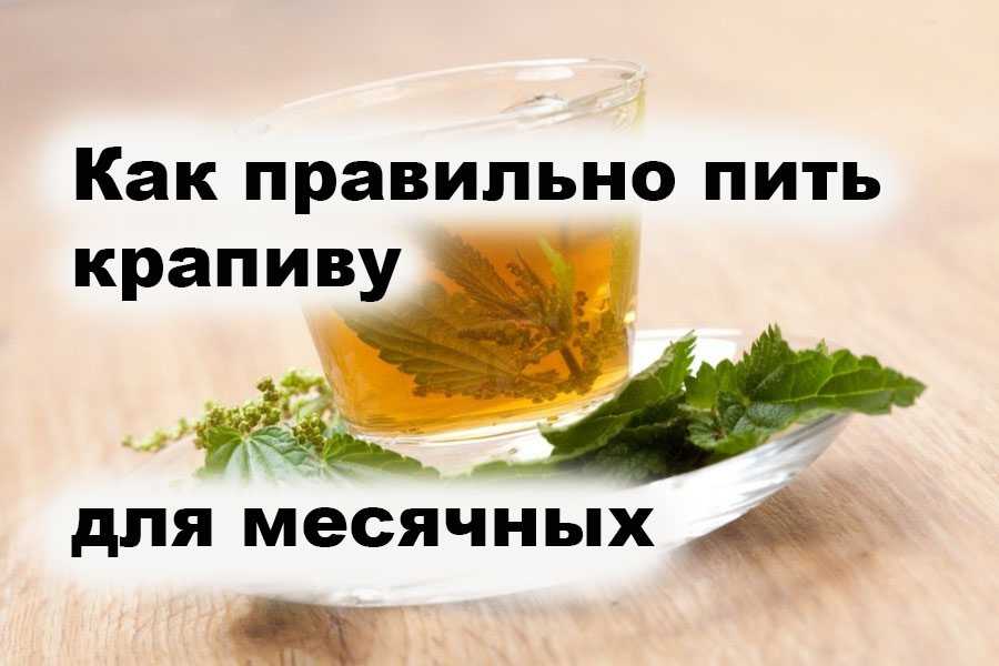 Крапива: лечебные свойства и противопоказания, применение и рецепты