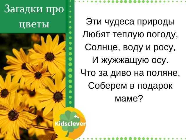 Загадки про растения: цветы, травы, лекарственные и комнатные