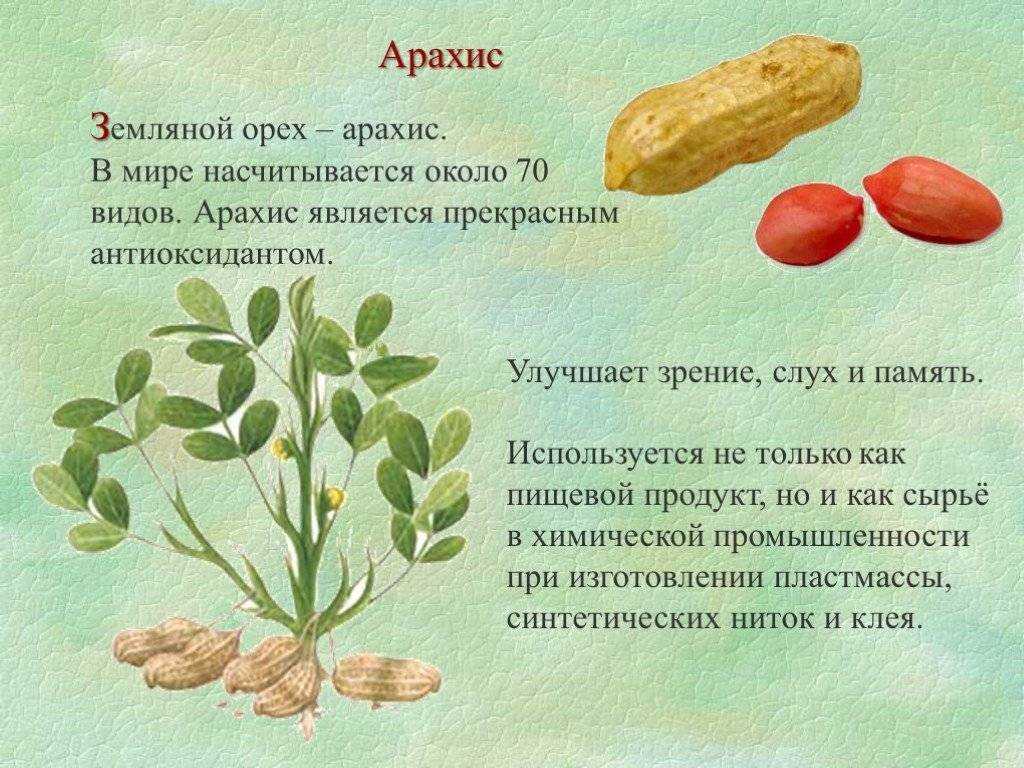 Арахис. витаминный состав и виды арахиса - здоровая жизнь