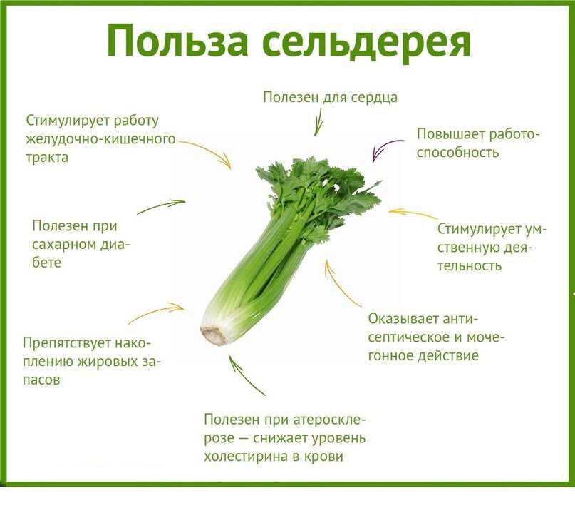Сельдерей при беременности: польза и вред стеблей и корневища, почему нельзя много употреблять в пищу во время ранних и поздних сроков, безопасное количество корнеплода