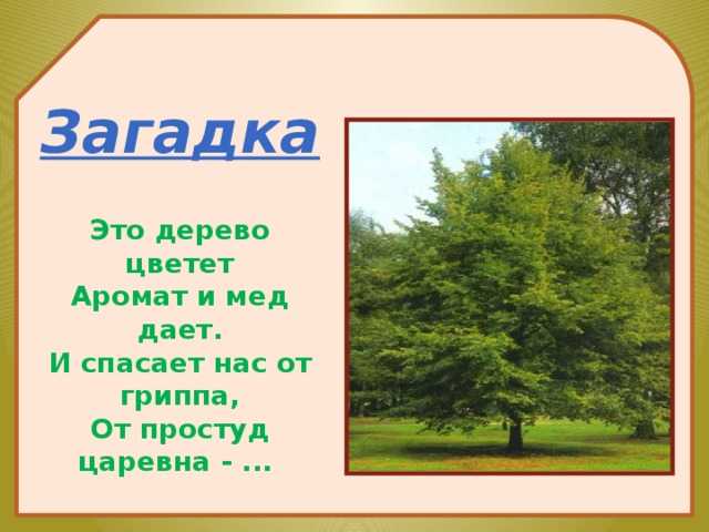 Загадки про деревья (40 штук)