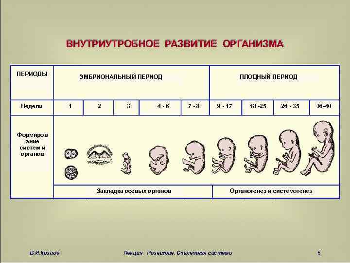 38-я акушерская неделя беременности: особенности срока