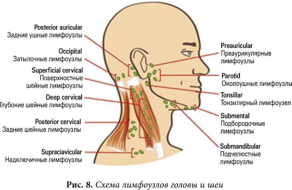 Лимфоузлы за ухом схема