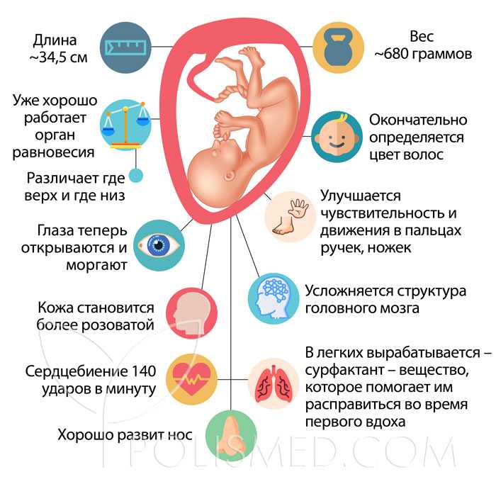 Что происходит на 25 неделе беременности: развитие малыша и ощущения мамы, фото живота и УЗИ плода, выделения у женщины Норма шевелений, размеры и вес ребенка на двадцать пятой неделе в нашей статье