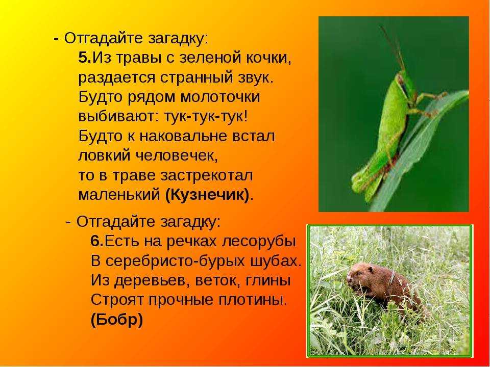 Загадки про животных с ответами для 2-3 класса
