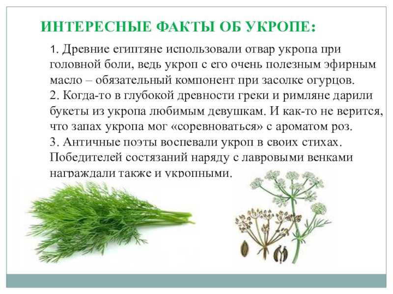 Семена укропа польза и вред как принимать отвар, настой, лечебные свойства для женщин, отзывы