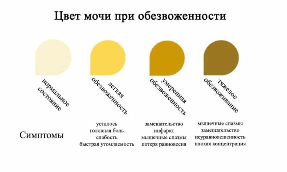 Общий анализ мочи при беременности: расшифровка, причины отклонений