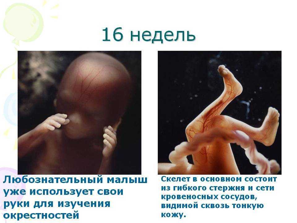 ➤ 16 неделя беременности всё что нужно знать будущей маме