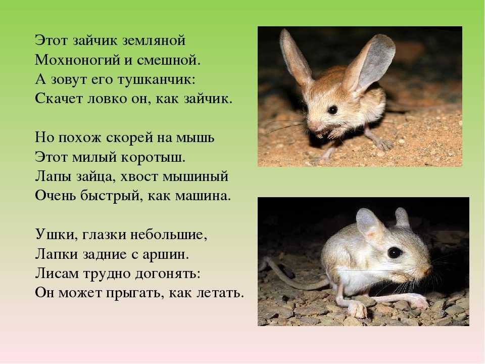 Длинноухий тушканчик euchoreutes naso