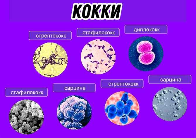 Коккобациллярная флора в мазке: что это такое и каковы причины ее появления?