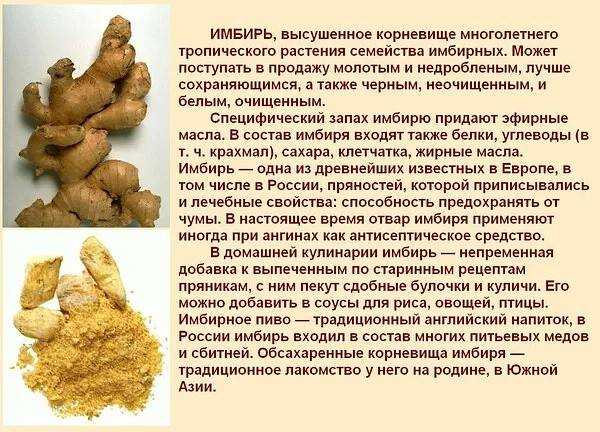 Имбирь – лечебные свойства и противопоказания