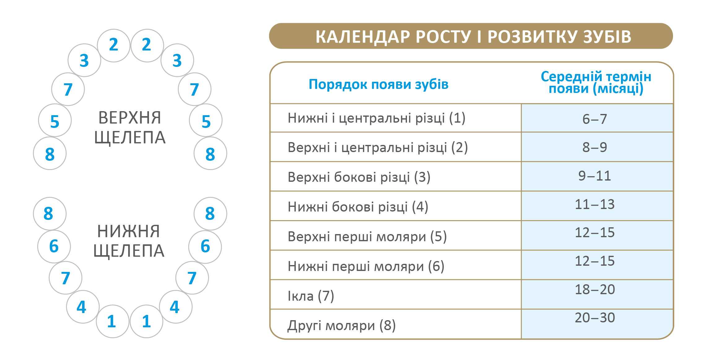 Как растут зубы у детей схема с рождения до 3 лет