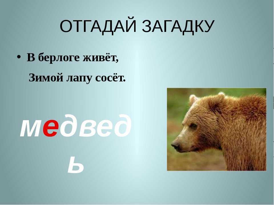 Сложная загадка про медведя. загадки про медведядля детей и взрослых