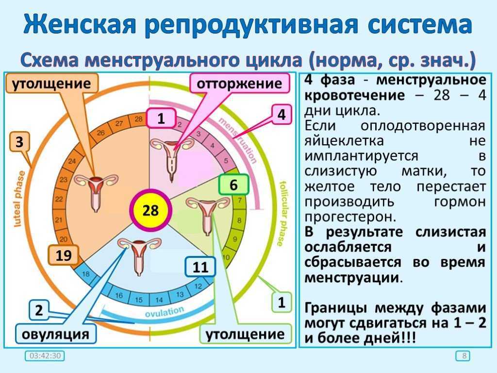 Фертильность: полезные сведения