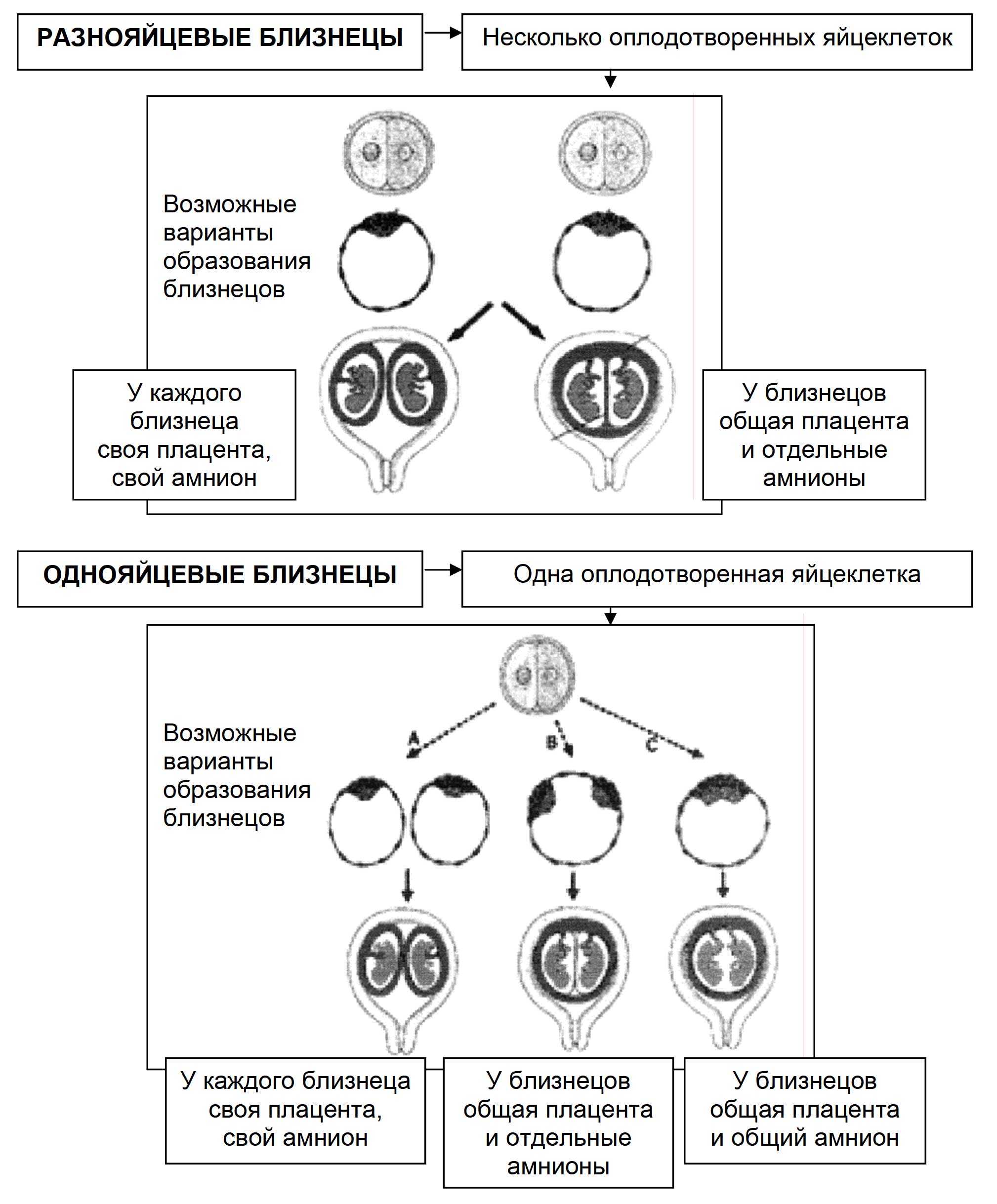 Как возникает многоплодная беременность