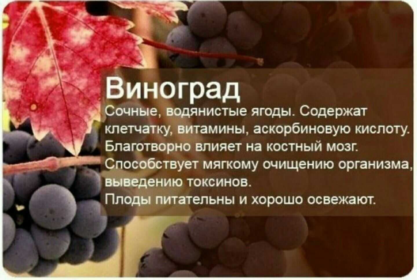 С какого возраста можно давать виноград детям