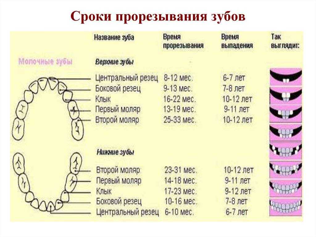 Какие зубы лезут первыми у грудничков и когда схема