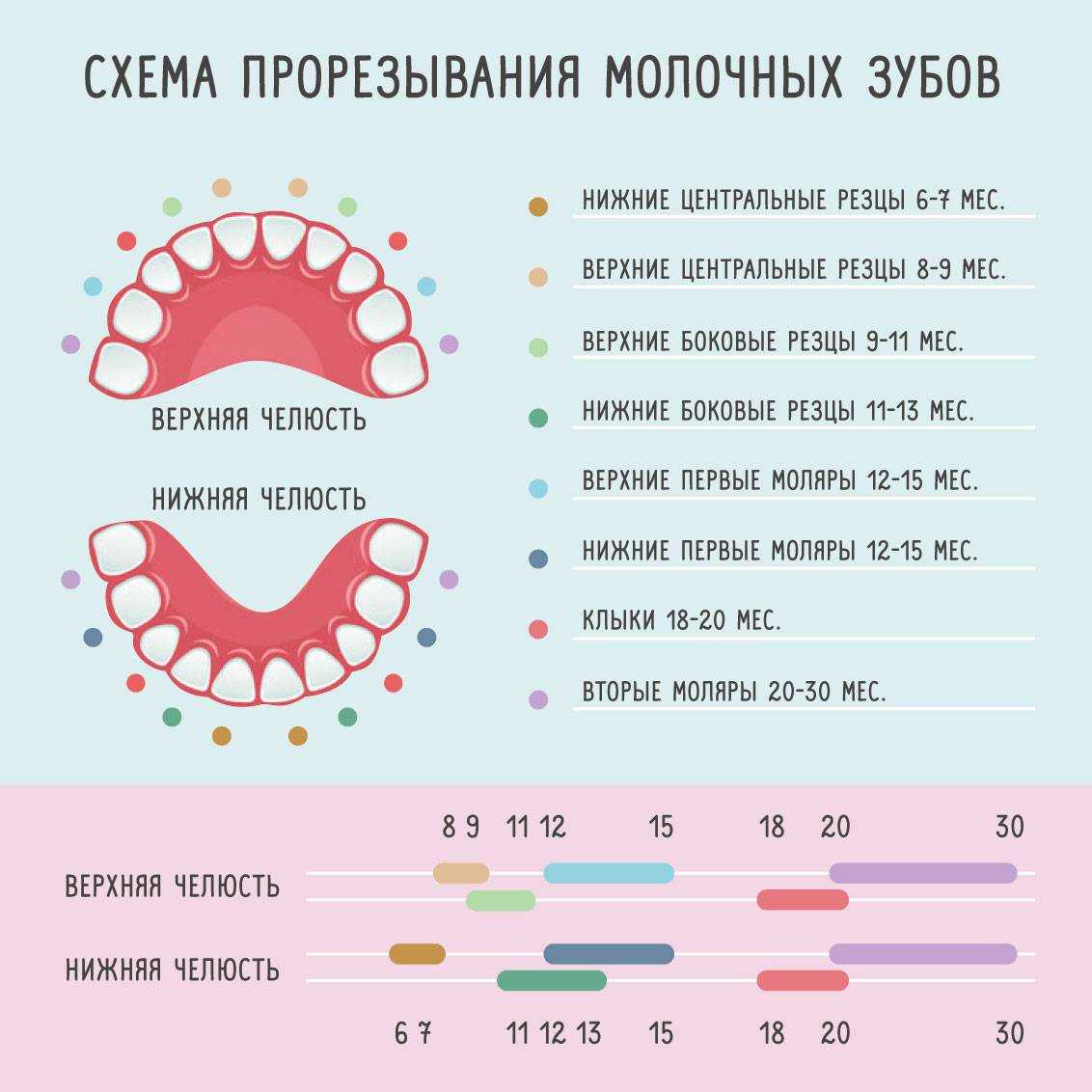 Какие первые зубы лезут у малышей схема